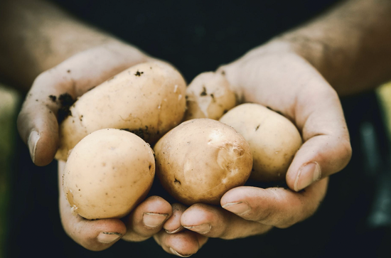 Freshly harvested potatoes held in dirtied hands, showcasing the connection to farming and nature.