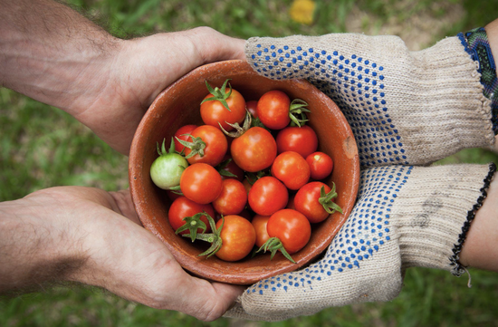 Gardening hands hold a clay bowl overflowing with vibrant, freshly picked tomatoes.