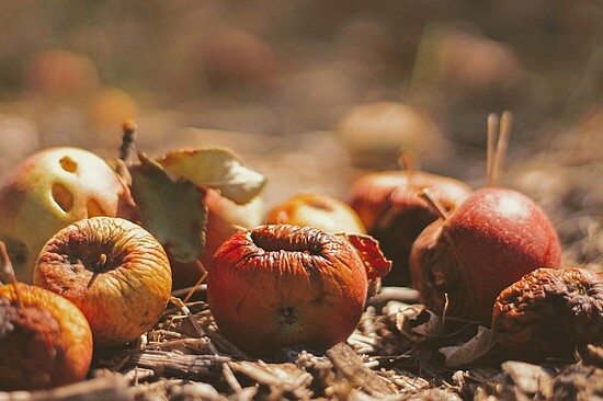 Rotting apples on the ground illustrate food waste and the cycle of decay in nature.